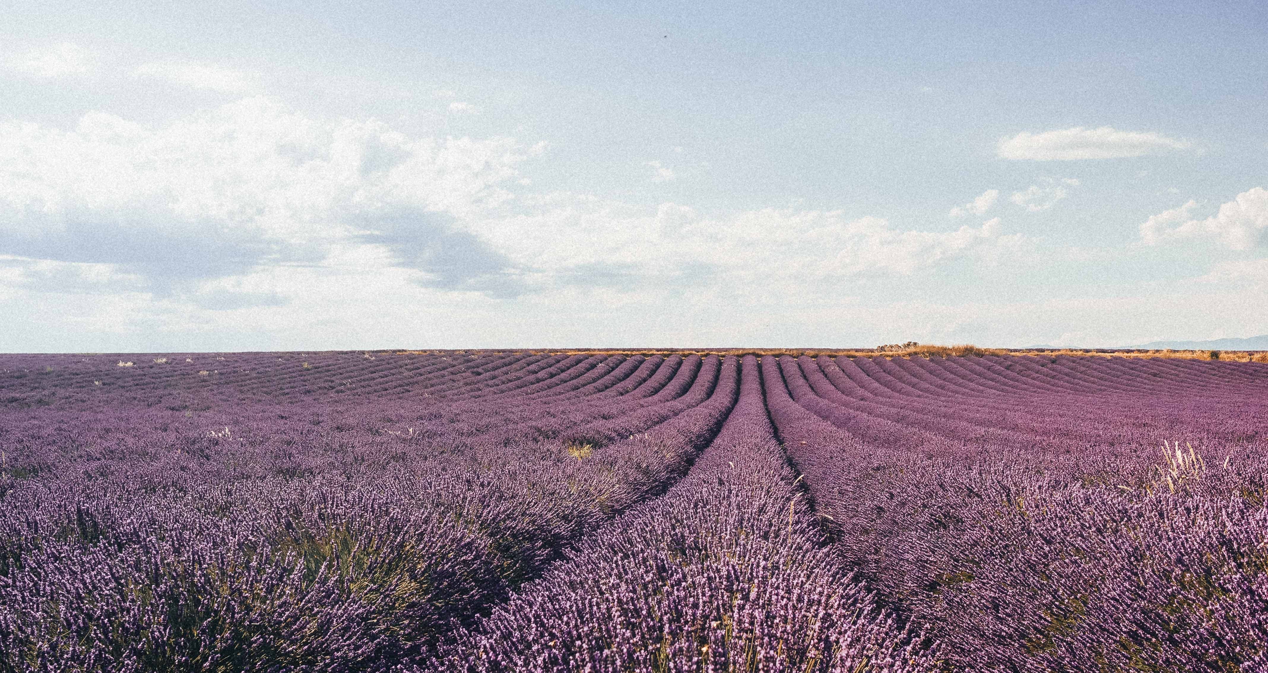Lavendel veld